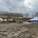 Pferde leiden in schlechter Haltung