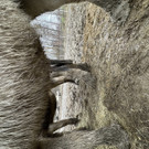 IMG_2037.jpeg