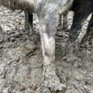 IMG_1985.jpeg
