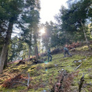 Bär tötete Jogger in Trentino