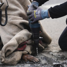 Germany_Climate_Protests_12019.jpg
