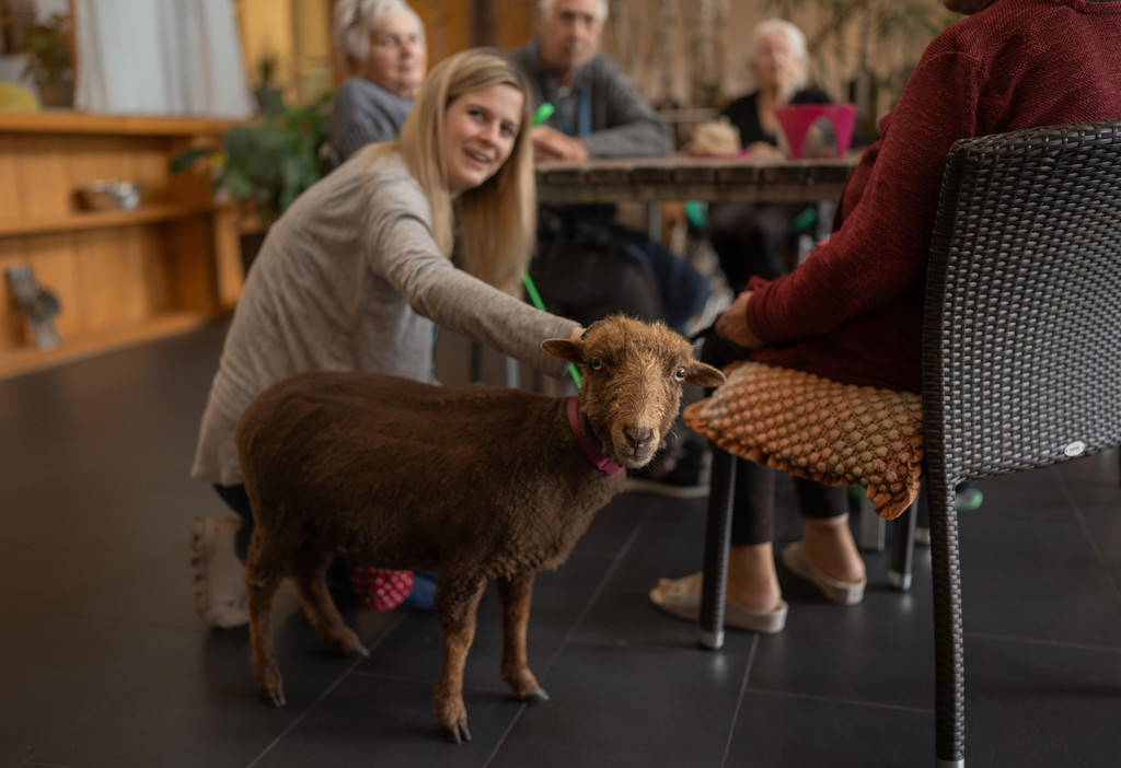 2023-04-25_Foto Tiertherapie_Schaf.jpg