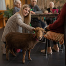 2023-04-25_Foto Tiertherapie_Schaf.jpg