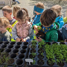 Pflanzaktion der Rankweiler Volksschüler