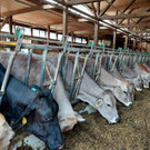 Besuch der Landwirtschaftsschulen in Hohenems