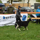 Ziegenausstellung in Gisingen-Oberau