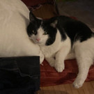 Bilder von Timmy