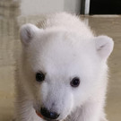 Eisbärenbaby in Tierpark Hagenbeck zur Welt gekommen