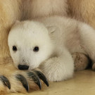 HAG_Eisbaerenjungtier_Tierpark_Hagenbeck_11.jpg