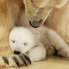 HAG_Eisbaerenjungtier_Tierpark_Hagenbeck_12.jpg