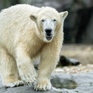 Abschied und Wiedersehen bei den Eisbären