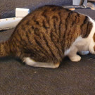 Frieda
