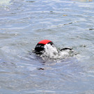 Antauchen _23_.JPG