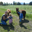 Alpakas zum Anfassen