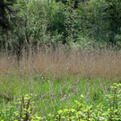 Seeufer _29_.JPG