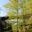 dornbirn3.jpg