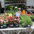Markt _65_.JPG