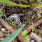 Schildkröten-Nachwuchs in den Donau-Auen