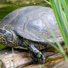 Nachwuchs bei bedrohter Schildkröten-Art im Nationalpark Donau-Auen