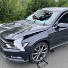 Wildunfall auf der A14