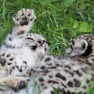 Erster "Freigang" für die zwei Schneeleoparden-Babys im Zoo Salzburg