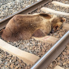 Bär bei Zusammenstoß mit Zug getötet