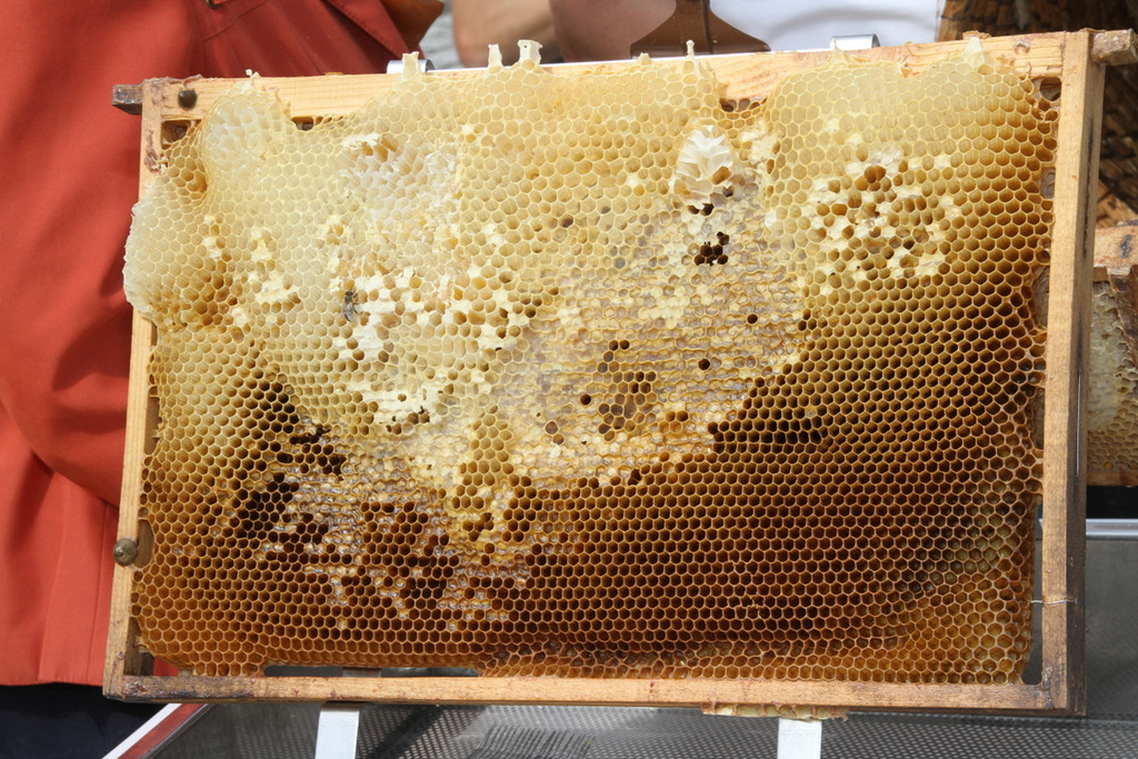 Bienen _7_.JPG