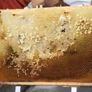 Bienen _7_.JPG