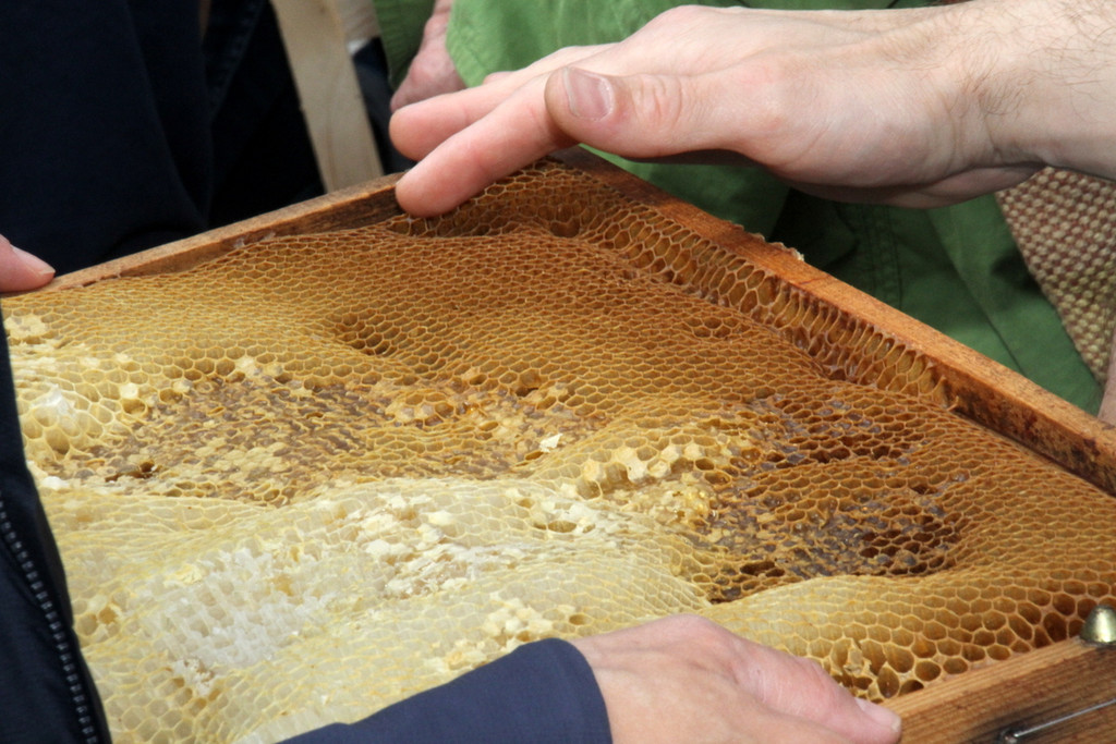 Bienen _43_.JPG
