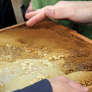 Bienen _43_.JPG