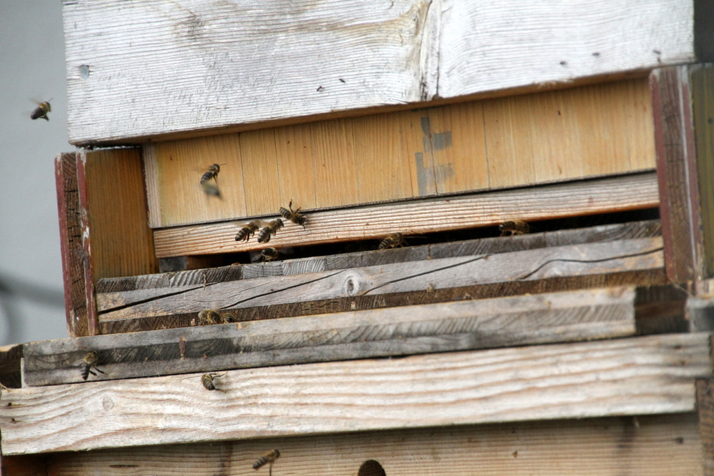Bienen _58_.JPG