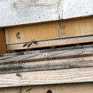 Bienen _58_.JPG