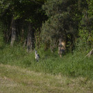 _DSC9263.JPG