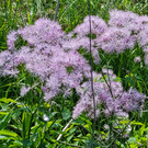 Besonderheiten im Ried