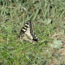 PU1_5288 - Kopie.JPG