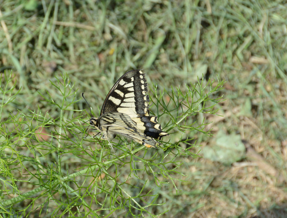 PU1_5288 - Kopie.JPG