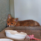 Robin Hood oder Cap? Fuchsbaby sucht Namen
