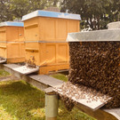 Tag des offenen Bienenstocks