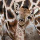 Giraffennachwuchs im Zoo Schmiding in Oberösterreich