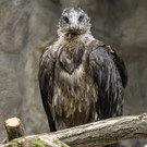 Bartgeier im Wiener Tiergarten Schönbrunn