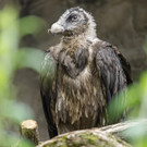 fb_bartgeier_08062023_tgs_zupanc_04.jpg