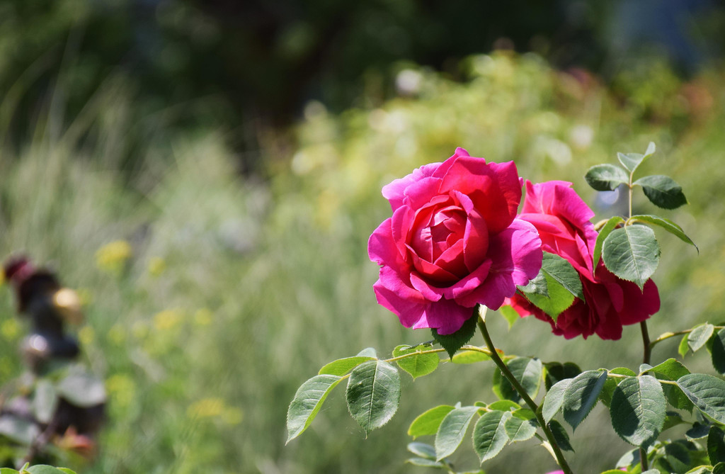 DSC_3806.JPG
