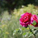 DSC_3806.JPG