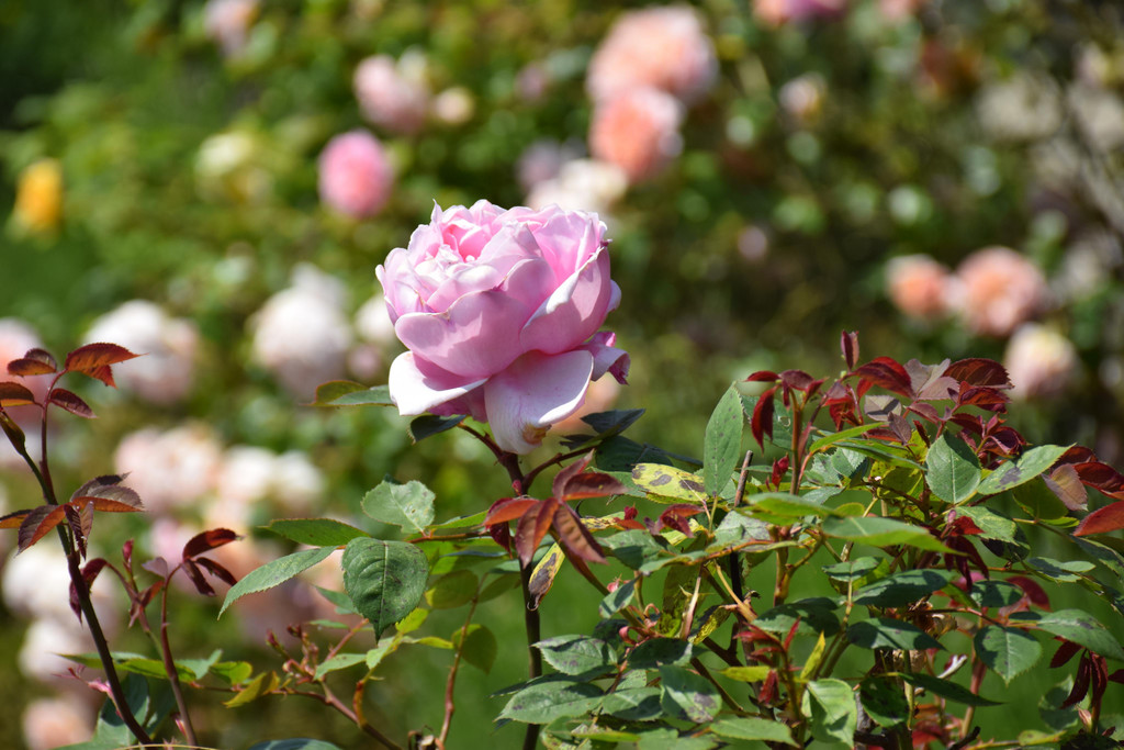DSC_3805.JPG