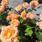 20230614_142626.jpg