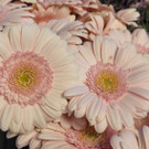 IMG-20230614-WA0039.jpg