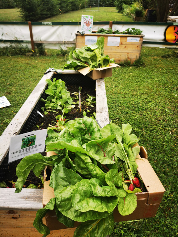 Gartenarbeit in der OJAD.jpg