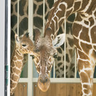 Giraffen-Nachwuchs in Schönbrunn