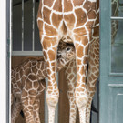 fb_netzgiraffe_13072023_tgs_zupanc_01.jpg
