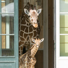 fb_netzgiraffe_14072023_tgs_zupanc_04.jpg